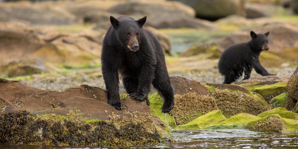 black-bears-port-hardy-northern-vancouver-island-tourism-steven-fines