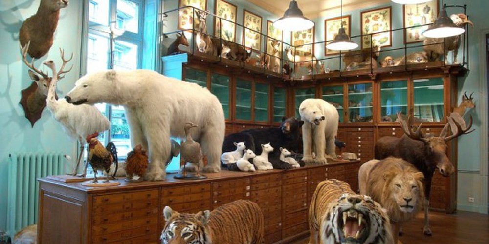 deyrolle-taxidermy-shop-and-museum-holidays-to-paris-with-kids