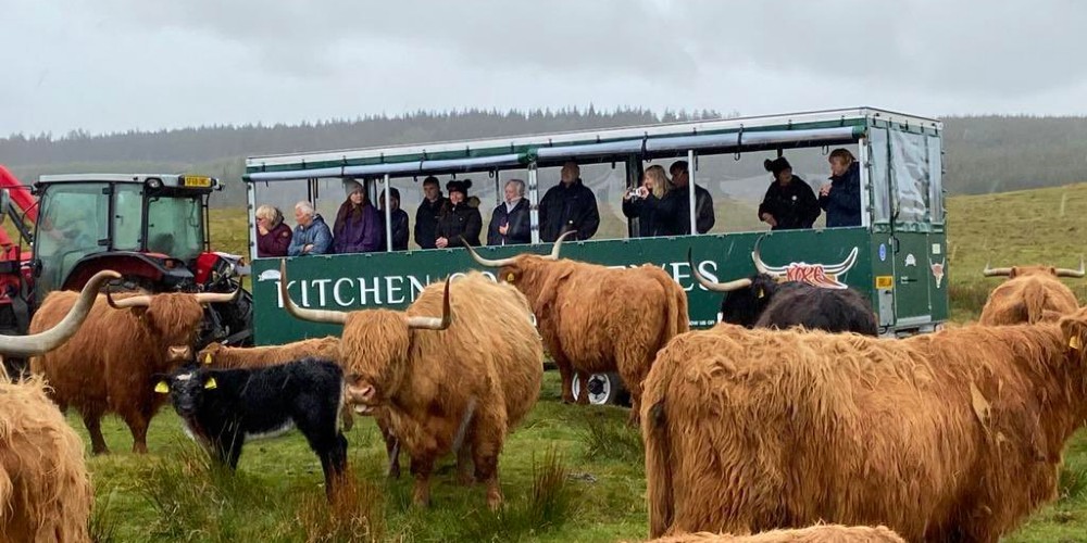 kichen-coos-and-ewes-dumfries-and-galloway-jane-anderson
