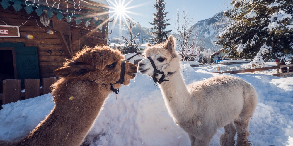 llamas-hotel-oberforsthof-family-ski-breaks-alpendorf-austria