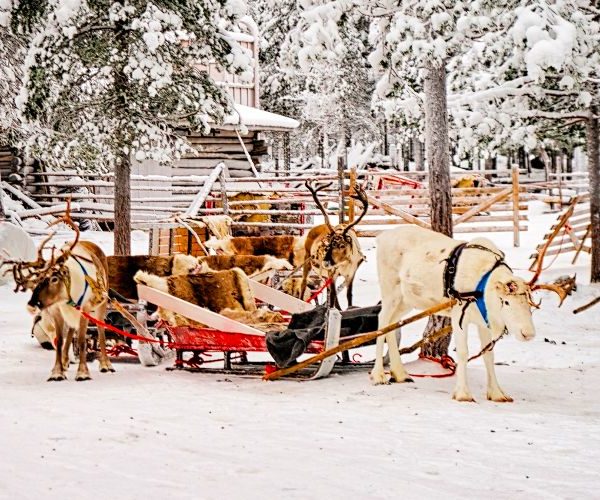 reindeer-in-snowy-forest-rovaniemi-finnish-lapland