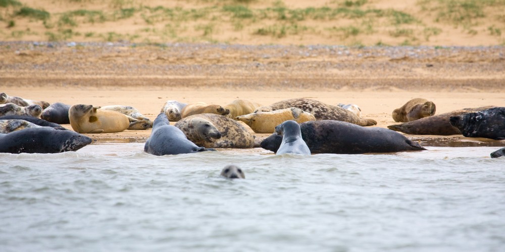 seals-basking-north-norfolk-coast-winter-breaks-2022
