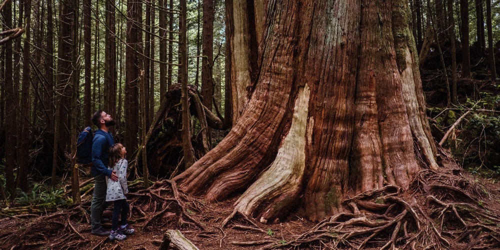 tofino-rainforest-father-daughter-giant-tree-trunk-kymberlie-dozois