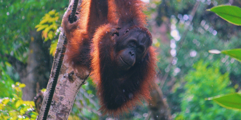 orang-utan-in-forest-sarawak-malaysia