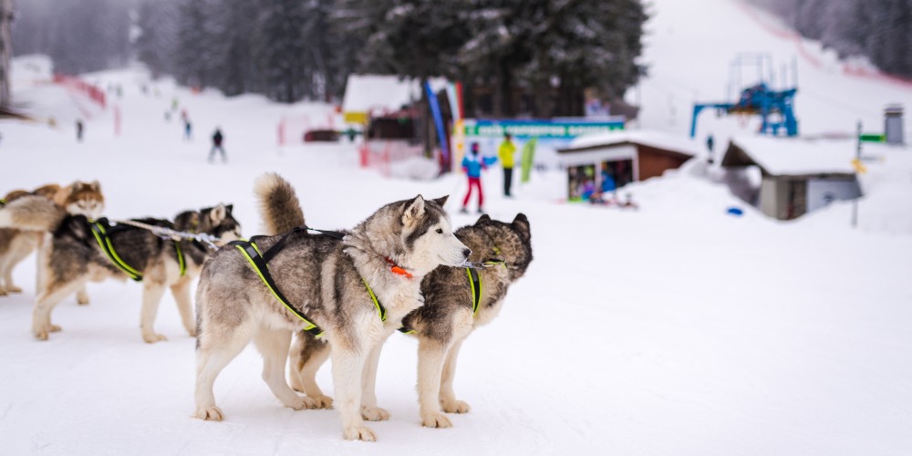huskies-pamporovo-ski-resorts-bulgaria