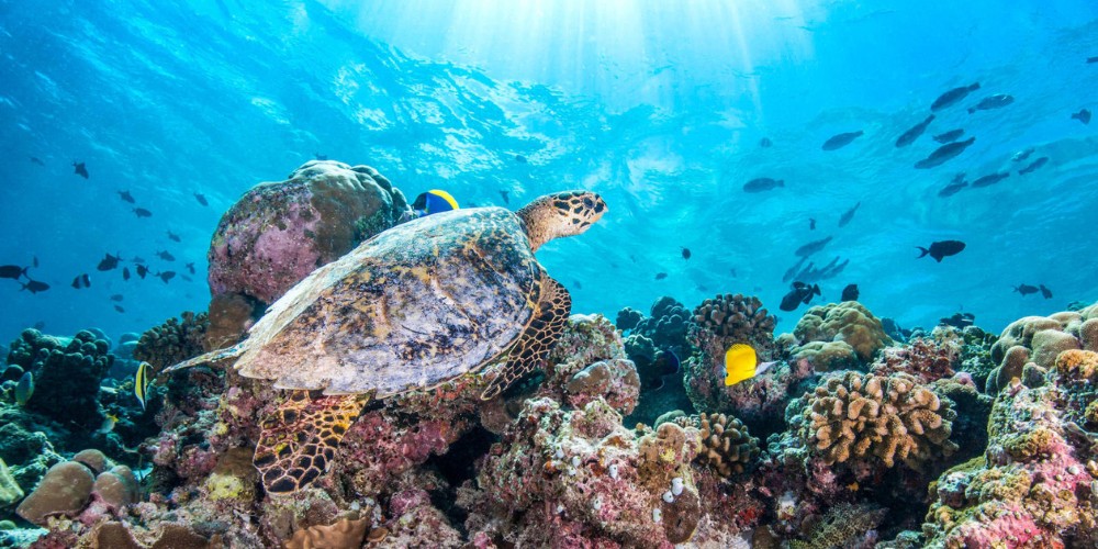 loggerhead-turtle-on-coral-reef-tropical-fish