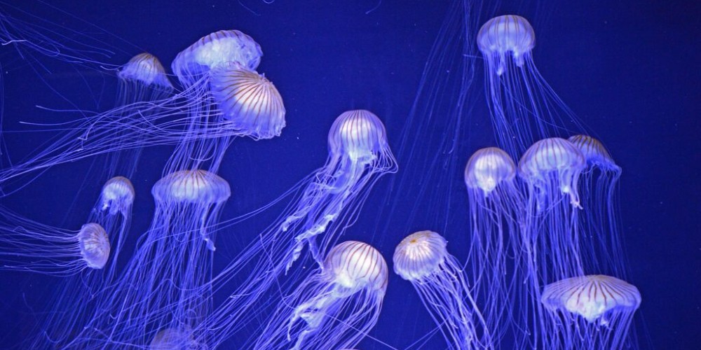 nausica-aquarium-jellyfish-la-velomaritime-cycling-holidays-image-dominique-mallevoy
