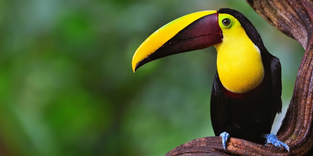 toucan-in-costa-rican-rainforest