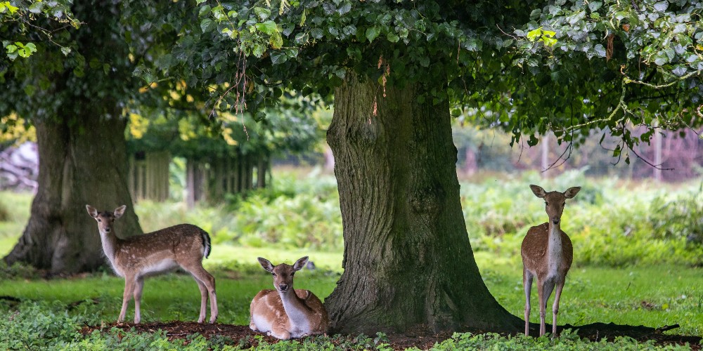 easter-break-ideas-deer-under-trees-dunham-massey-deer-park