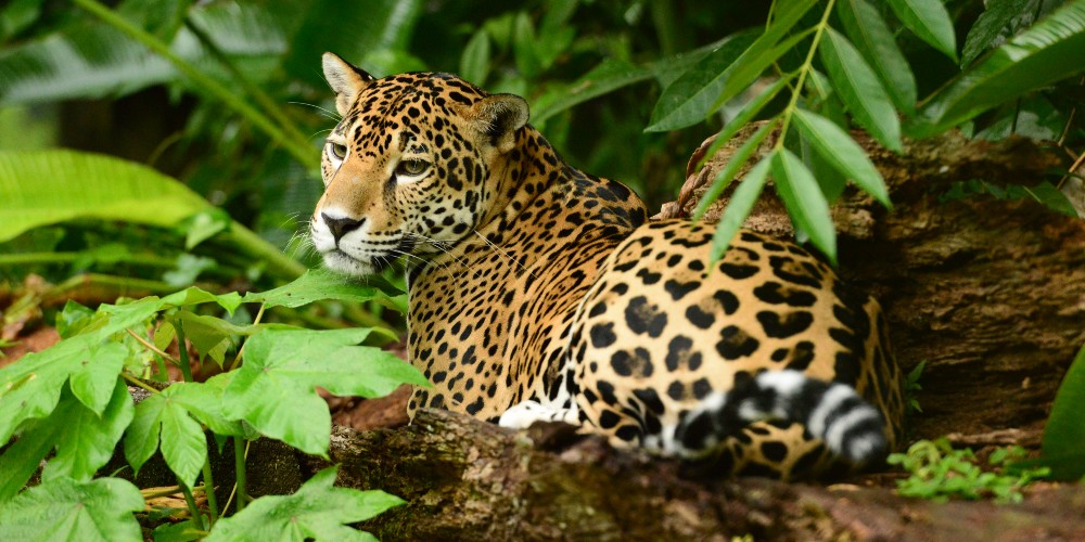 jaguar-concealed-in-leafy-rainforest-caribbean