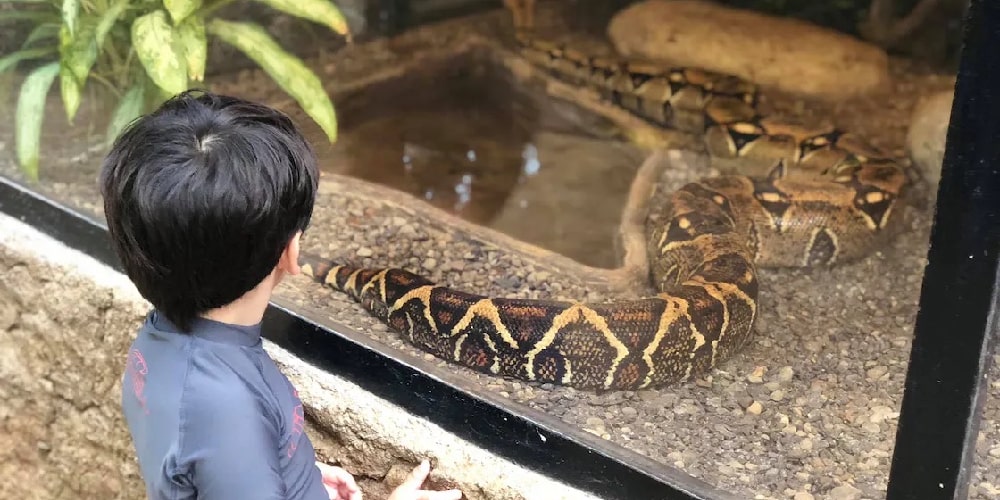 child with snake in costa rica