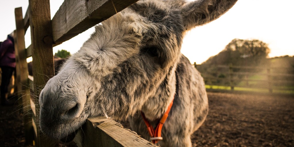 donkey-looking-through-fence-sanctuary-sidmouth-devon