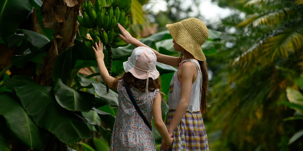 girls-touching-bananas-banana-plant-costa-rica-jungle