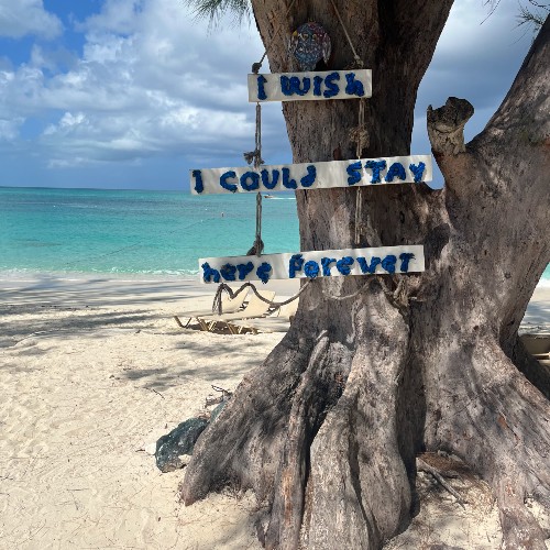 i-wish-i-could-stay-here-forever-tree-caribbean-beach