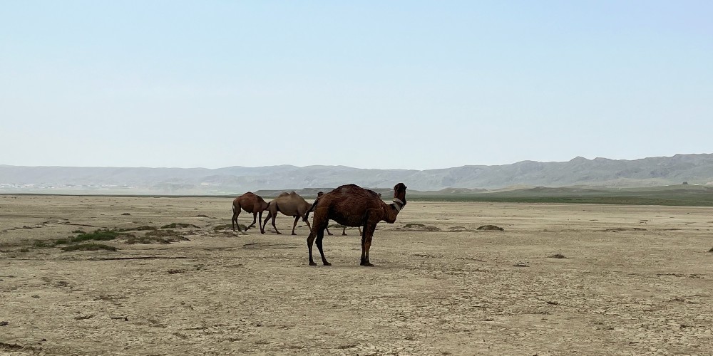 camels-dried-plains-central-asia