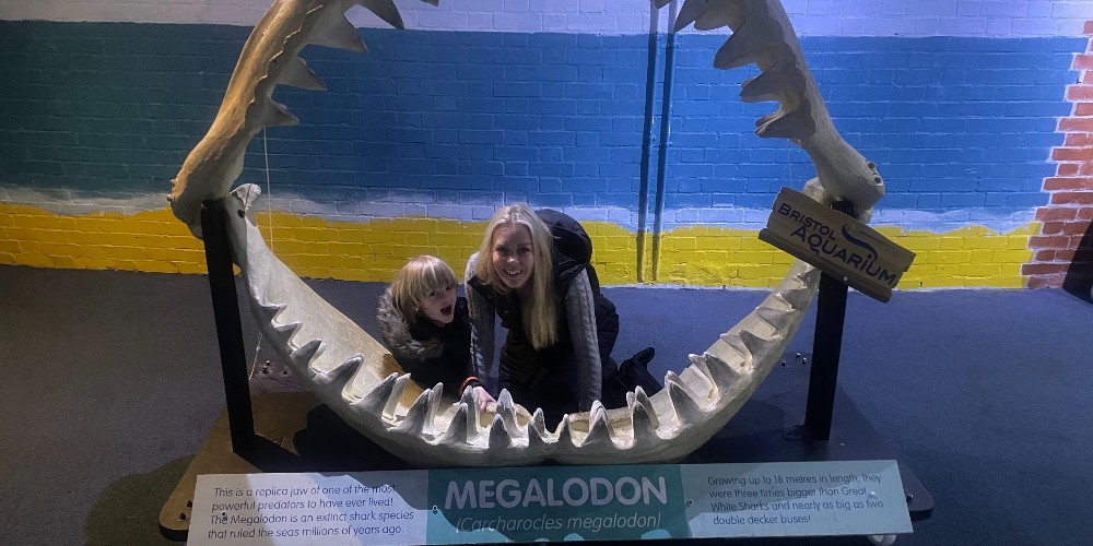 megalodon-jaw-skeleton-aquarium-united-kingdom