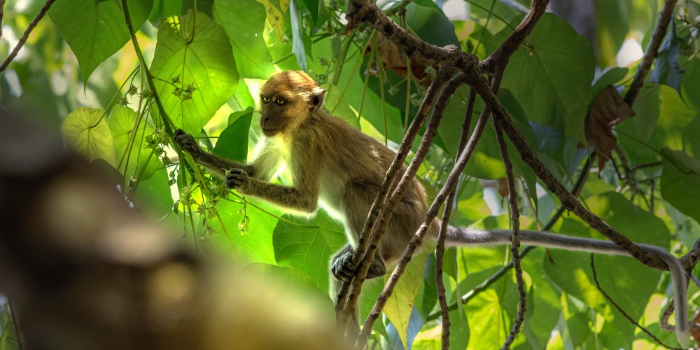 monkey-in-forest-thai-family-resort-erik-karits