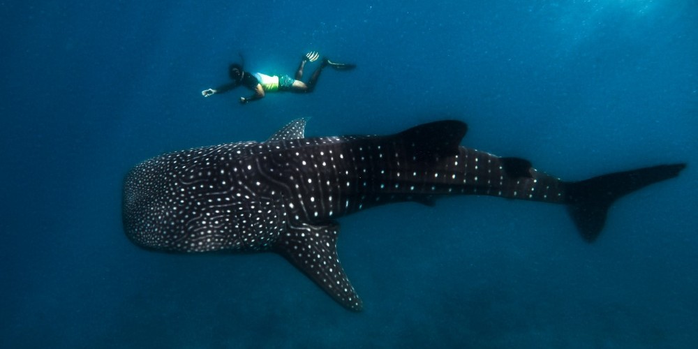 teenager-diving-with-whale-sharks-indian-ocean