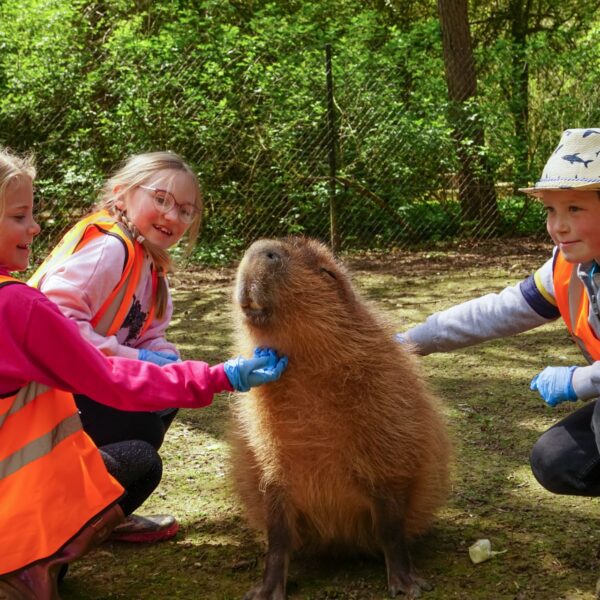 children-petting-capabara-cotswolds-wildlife-park