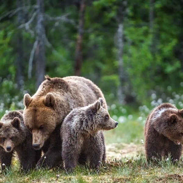 fortress-of-the-bear-mother-bear-cubs