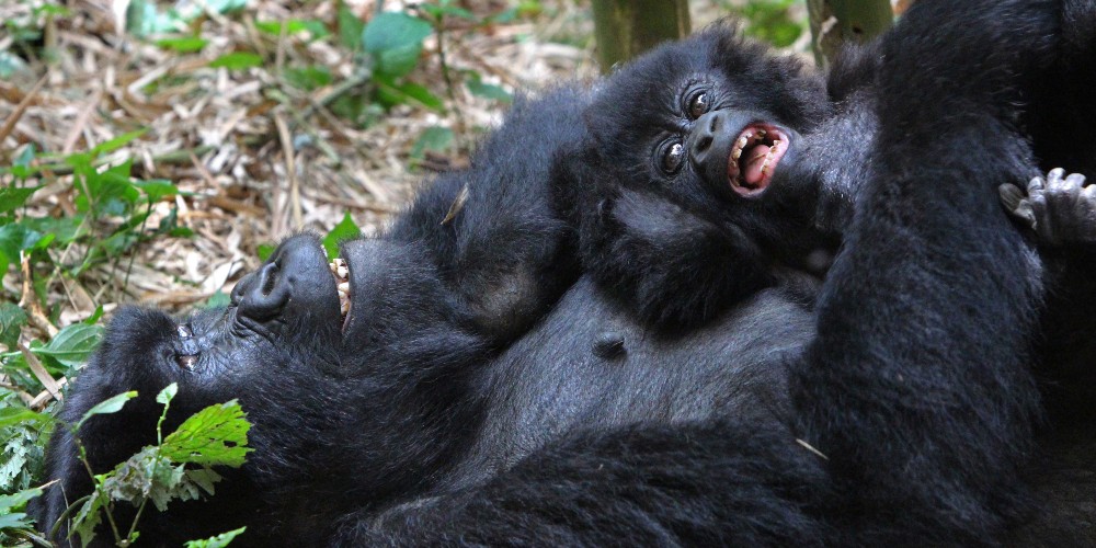mother-and-baby-gorilla-rwanda