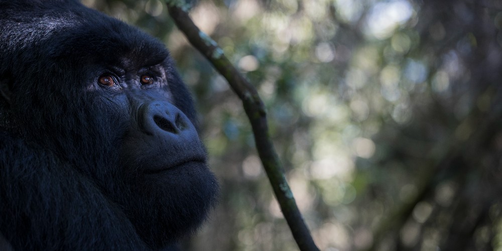 mountain-gorilla-bwindi-impenetrable-forest
