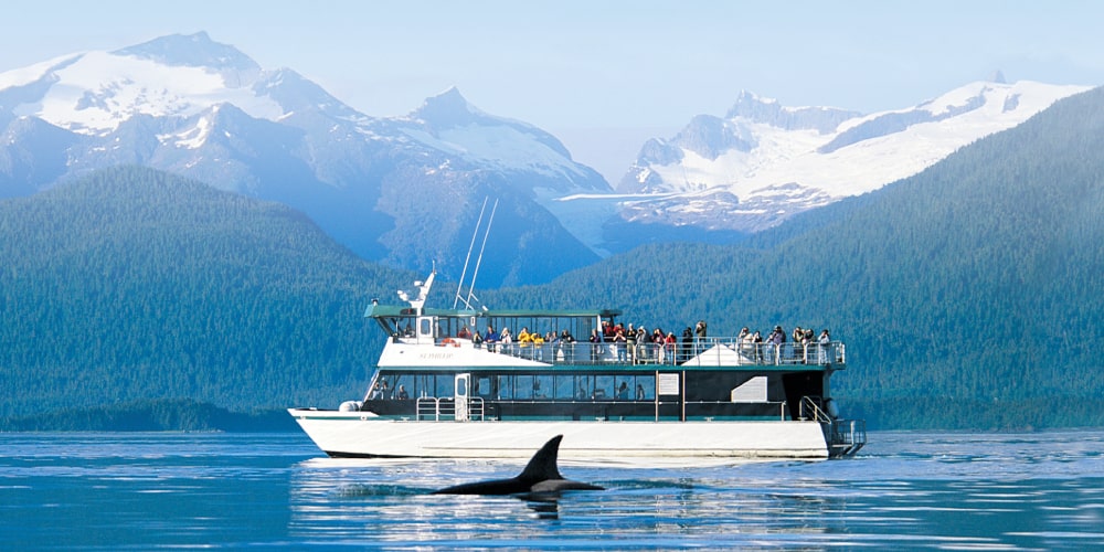 whale-watching-excursions-holland-america-cruise