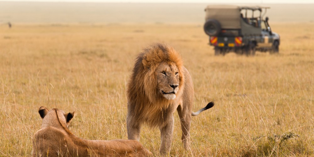 lions-on-safari-maasai-mara-kenya