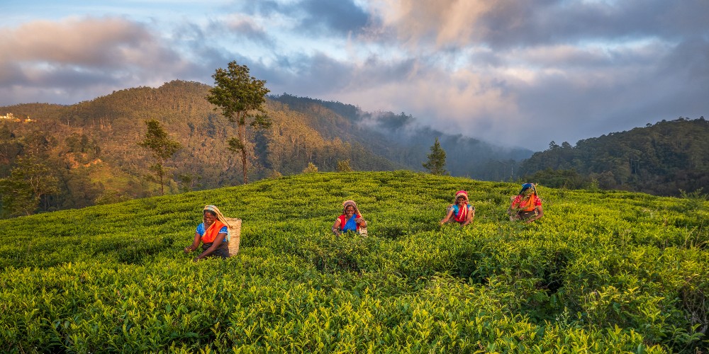 women-tea-picking-mountains-sri-lanka