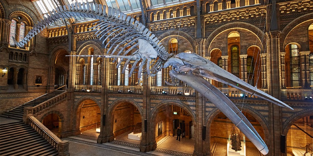 blue-whale-hintze-hall-natural-history-museum