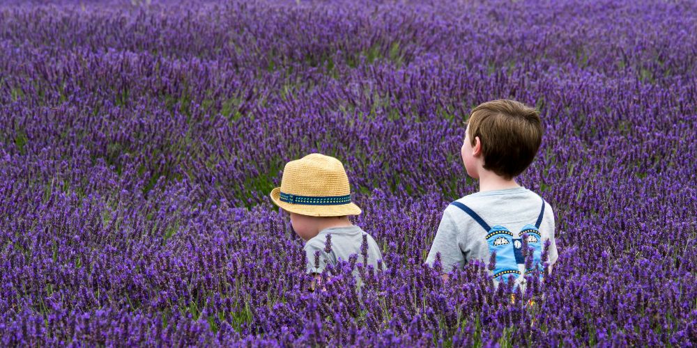 boys-in-field-of-lavender-for-insect-repellent