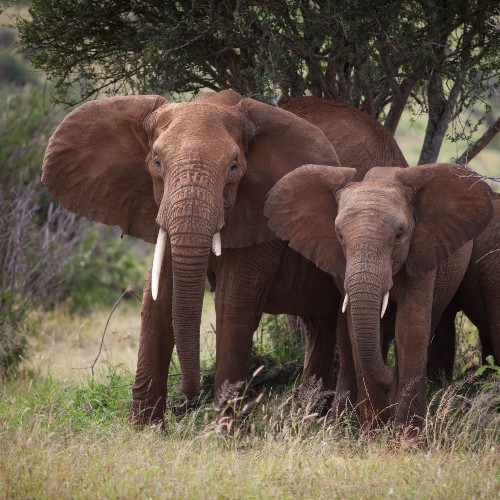 elephant-family-loisaba-conservancy