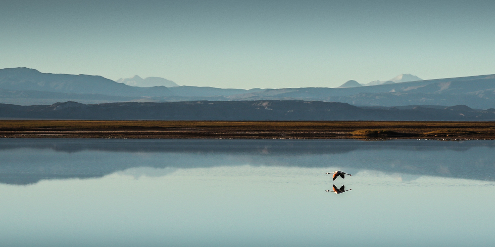 flamingo-flying-over-lake-chilean-desert