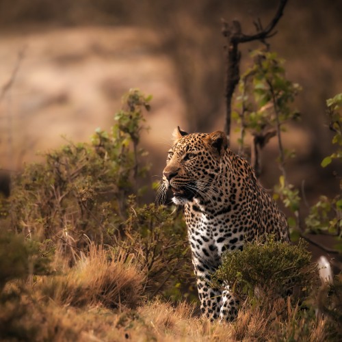 leopard-loisaba-conservancy