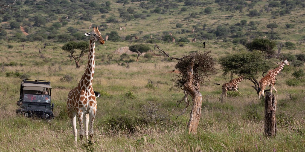 reticulated-giraffes-game-drive-loisaba-conservancy