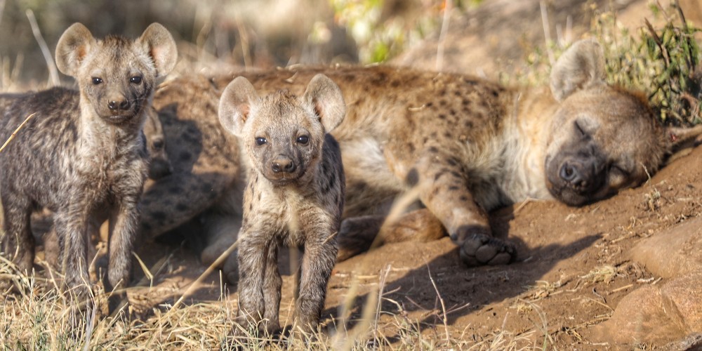 sleepy-hyena-and-pups-loisaba-kenya