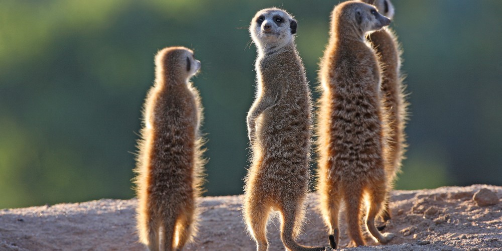 meerkats-sunrise-family-safari-in-south-africa