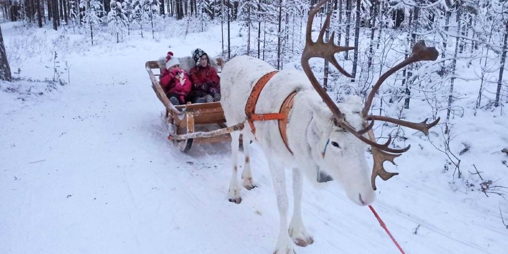 reindeer-drawn-sleigh-lapland-day-trip