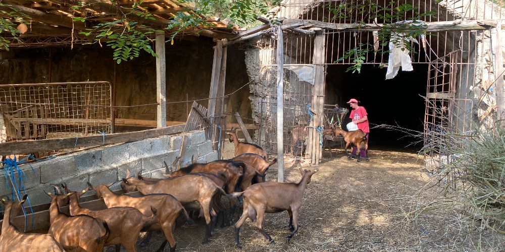 feeding-goats-bunker-farm-albania