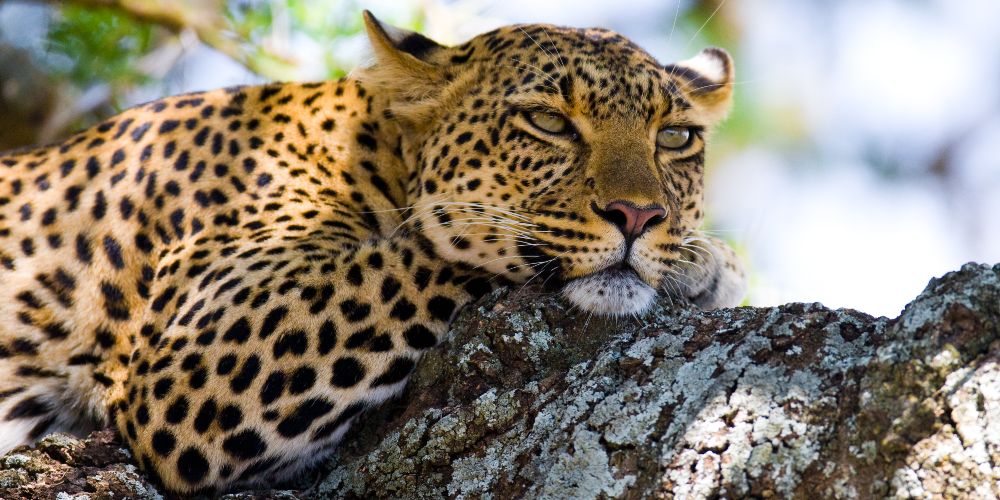 leopard-lying-in-tree-kenya