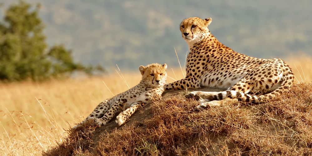 cheetah-masai-mara-by-amy-nichole-harris