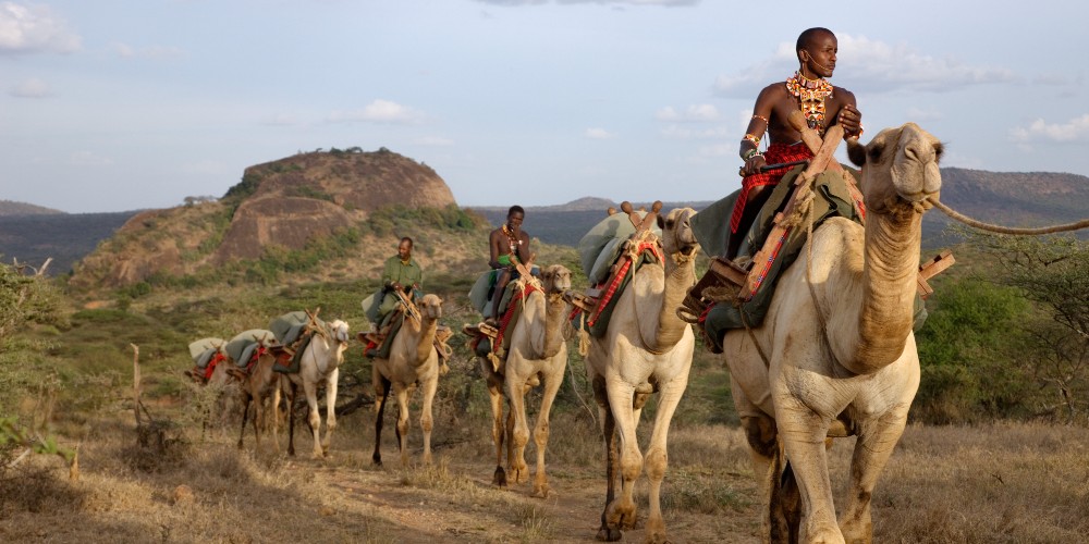 camel-safari-ol-malo-laikipia-kenya