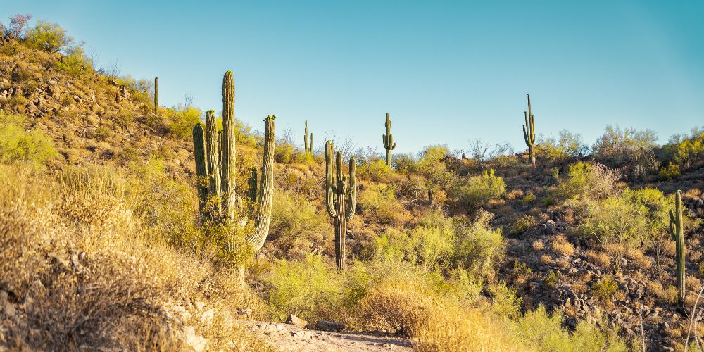 western-us-cacti-landscape