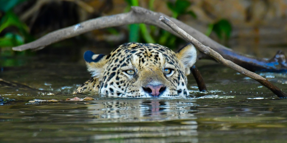 jaguar-swimming-pantanal-brazil