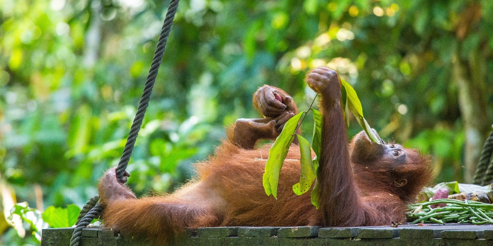 orangutan-borneo-shutterstock