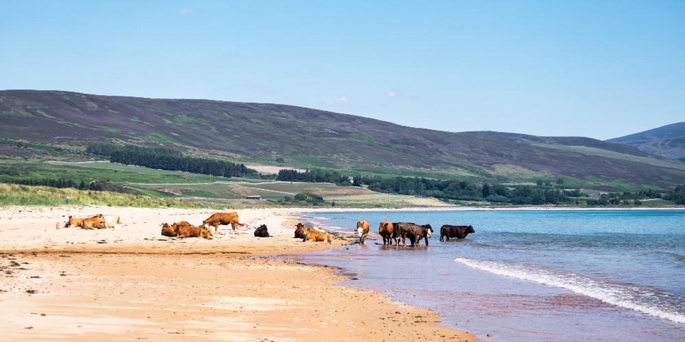 cows-on-brora-beach