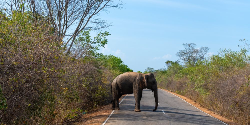 elephant-road-hilton-yala-sri-lanka