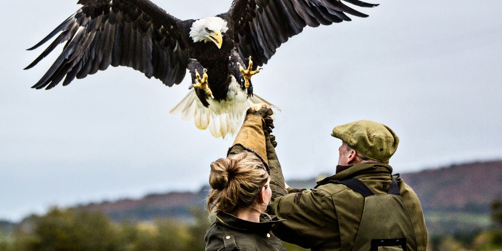 falconry-display-bovey-castle-hotel-and-spa