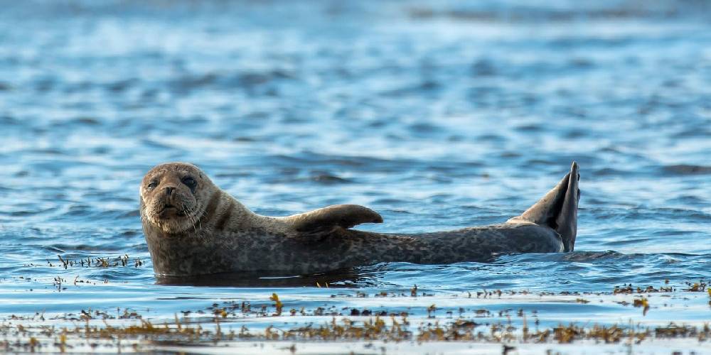 seal ambassador wildlife cruises