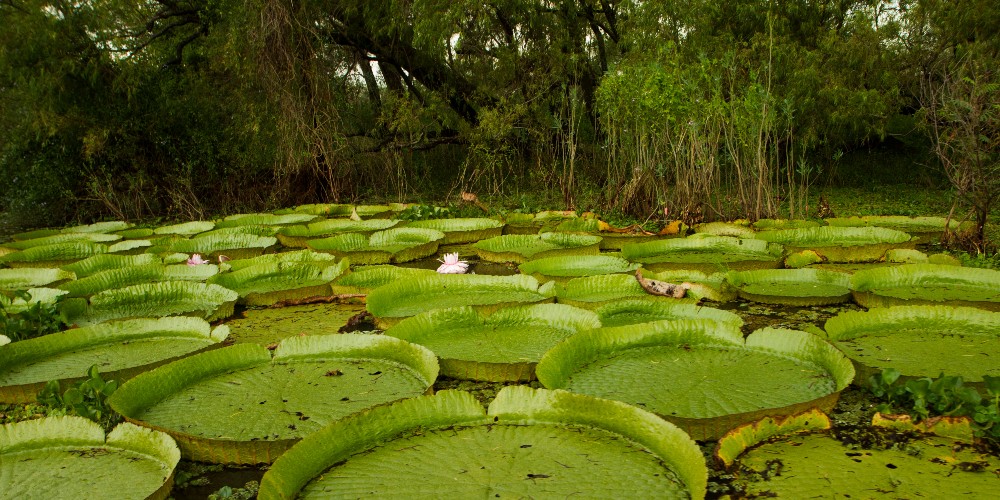 giant-water-lilies-south-america